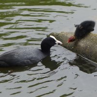 Лысуха и лысушонок :: Рита Симонова