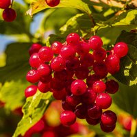 Калина , солнечный день. :: Петр Беляков Калина , солнечный день. :: Петр Беляков