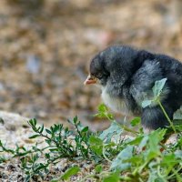 Про маленького цыплёнка... :: Николай Саржанов