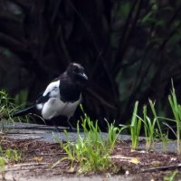 *** :: Владимир Безбородов