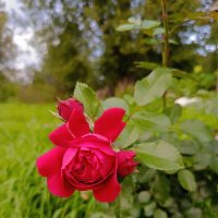 Цветы — стихи природы. :: Vladimir Semenchukov Цветы — стихи природы. :: Vladimir Semenchukov