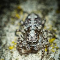 Jumping Spider | 11 :: Sergey Sonvar
