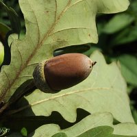 С колпачком на голове, будто в путь готовый, он скрывается в листве дуба золотого. :: Freddy 97