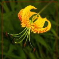 Тигровая лилия :: Евгений 