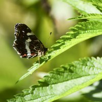 Пестрокрыльница  на  крапиве :: Геннадий Супрун