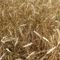 Поспела :: BoxerMak Mak