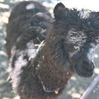 ... :: Митяй Митрич