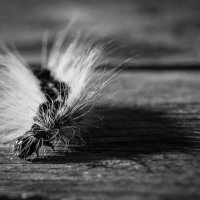 Букарашка :: Николай Мокшин