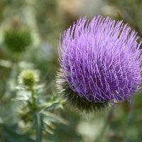 Как из парикмахерской - ветром причесанный... :: Надежда Куркина 