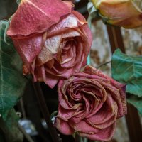 ***** :: Володька Завитушкин