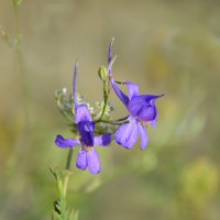 Живокость полевая (дельфиниум) :: Надежда Куркина 