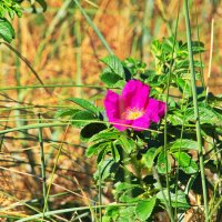 *** :: Witalij Löwin