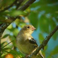 спряталась в кроне рябины :: Andrey Bragin 