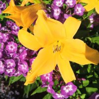 Лилейник и флоксы :: Сапсан 