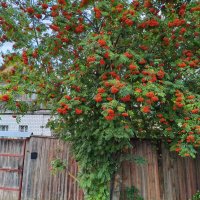 *** :: Денис Бочкарёв