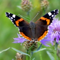 из снятого 1 августа 33 :: Александр Прокудин