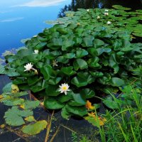 Немного ботаники :-) :: Андрей Лукьянов