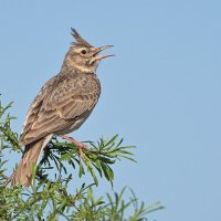 Хохлатый жаворонок :: Maxim Lanin