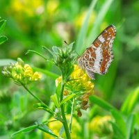 *** :: Виктор Иванович Чернюк