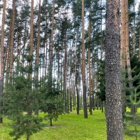 Сосны и сосенки :: Елена 
