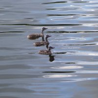 Птенцы Чомги в лучах утреннего солнца :: Рита Симонова