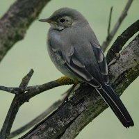 Молодая трясогузка :: Лина 