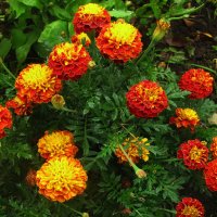 Букетик в саду :: Людмила Смородинская