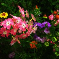 Красота :: Людмила Смородинская