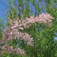 цветущий май :: Елена Шаламова