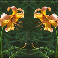 Цветочный дуэт :: Владимир Кроливец