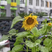 Кто-то семечки просыпал в городе :: Валерий Иванович Кто-то семечки просыпал в городе :: Валерий Иванович