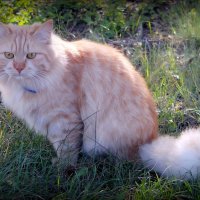 Со Всемирным днём кошек!  :-) :: Андрей Заломленков