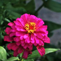 Циния :: Валентин Семчишин