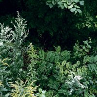 *** :: Валентина Береснева