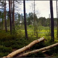 *** :: Aleksandr Gal