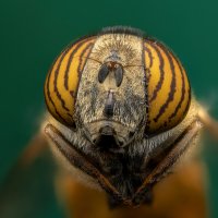 *** :: Евгений Фруман