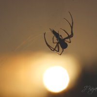 *** :: Елена Kазак (selena1965) *** :: Елена Kазак (selena1965)