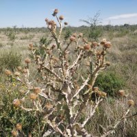 Август :: Андрей Хлопонин Август :: Андрей Хлопонин