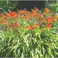 ЛИЛИИ... :: Elvira E. 