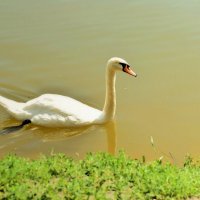 Белый лебедь на Белом пруду. :: Татьяна Помогалова Белый лебедь на Белом пруду. :: Татьяна Помогалова