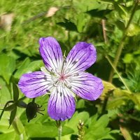 Конец июля - тоже середина лета :: Галина Минчук