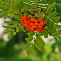 Рябина вызрела :: Светлана Рябина вызрела :: Светлана