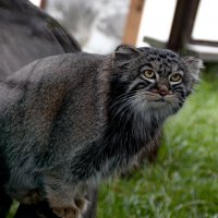 Манул Тимоша. :: Наталья Музычук