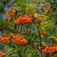 Осень приближается.... :: Sergey (Apg)