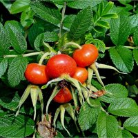 ЛЕТО :: Юрий Владимирович 34