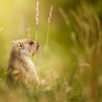 Байбак :: Alex Bush Байбак :: Alex Bush