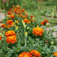 Бархатцы :: Александр Леонов Бархатцы :: Александр Леонов