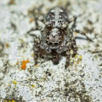 Jumping Spider | 20 :: Sergey Sonvar