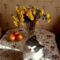 Пушок! :: Нина Андронова