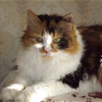 Пышка! :: Нина Андронова